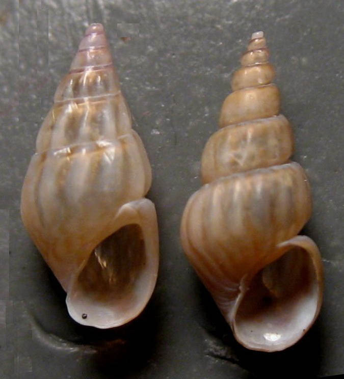 Rissoa labiosa particolare?